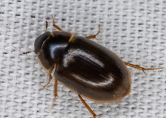 Enochrus