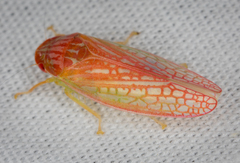 Gyponana gladia