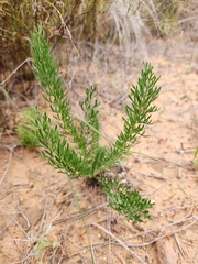 Pelargonium rapaceum