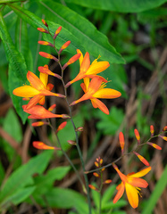 Crocosmia × crocosmiiflora