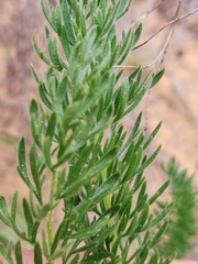 Pelargonium rapaceum