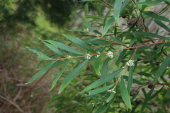 Hakea salicifolia