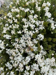 Pimelea glauca