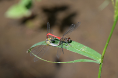 Sympetrum eroticum