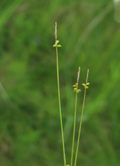 Carex jankowskii