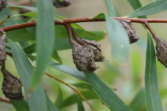Hakea salicifolia