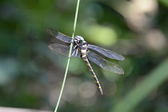Anotogaster sieboldii
