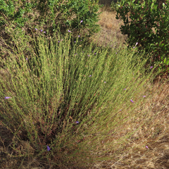 Penstemon heterophyllus