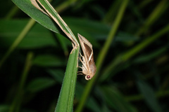 Chalciope mygdon
