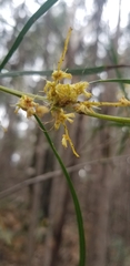 Acacia mucronata