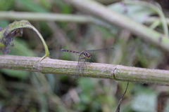 Sympetrum eroticum