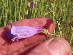Penstemon heterophyllus
