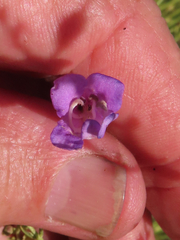 Penstemon heterophyllus