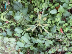 Cyperus cyperinus