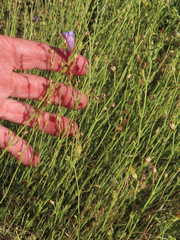 Penstemon heterophyllus