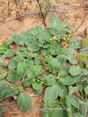 Euphorbia tuberosa