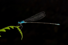 Coeliccia membranipes