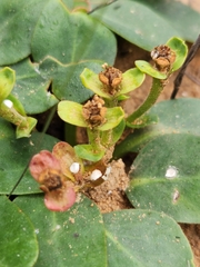 Euphorbia tuberosa