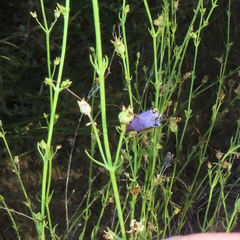 Penstemon heterophyllus