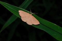 Perixera minorata