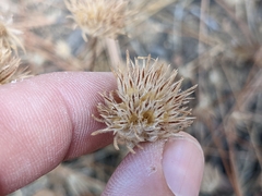 Leptosiphon ciliatus