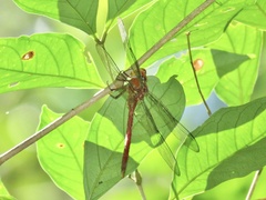 Coryphaeschna amazonica