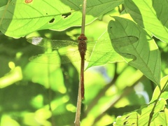 Coryphaeschna amazonica