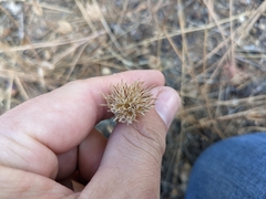 Leptosiphon ciliatus