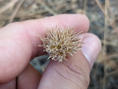 Leptosiphon ciliatus