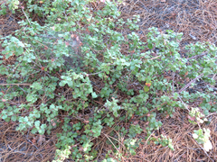 Quercus berberidifolia
