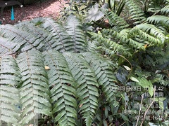 Diplazium viridissimum