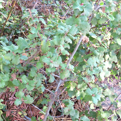 Quercus berberidifolia