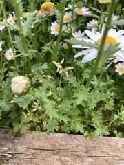 Anthemideae