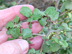 Quercus berberidifolia