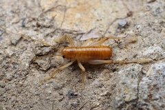 Gryllacrididae