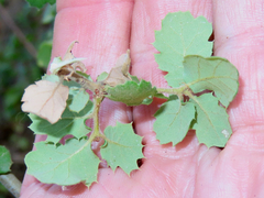 Quercus berberidifolia