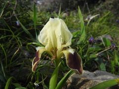 Iris pumila attica