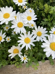Anthemideae
