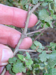 Quercus berberidifolia
