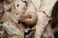 Satsuma