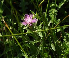 Centaurea aspera