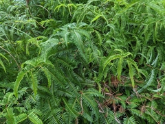 Gleicheniaceae