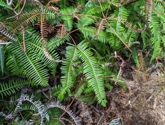 Gleicheniaceae