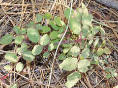 Rosa spithamea