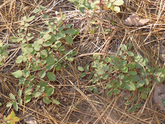 Rosa spithamea