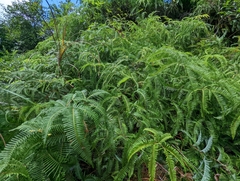 Gleicheniaceae