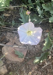 Convolvulus capensis