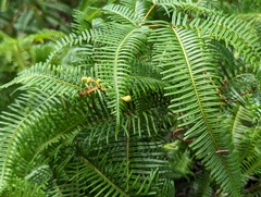 Gleicheniaceae