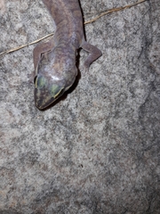 Oedura gracilis