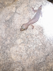 Oedura gracilis